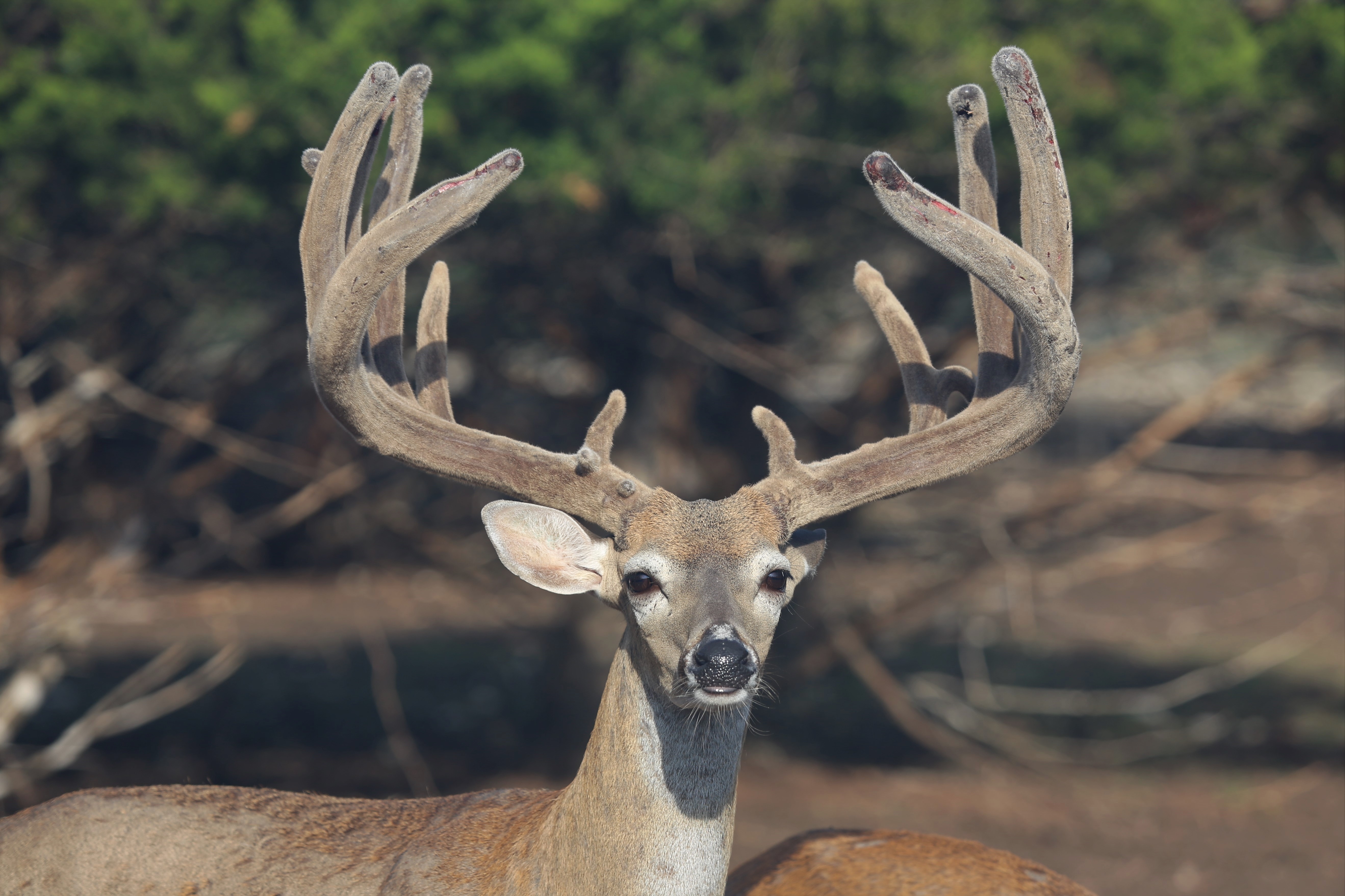 Breeder Bucks