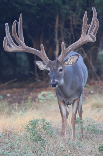 Breeder Bucks